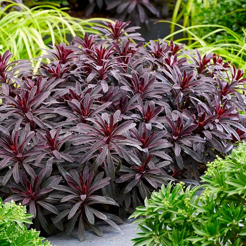 Euphorbe (characias Miners Merlot) 1 - Achat en ligne