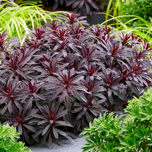 Euphorbe (characias Miners Merlot) 1 - Achat en ligne