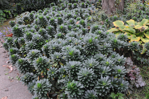 Euphorbe (amygdaloïdes var. robbiae) 1 - Achat en ligne