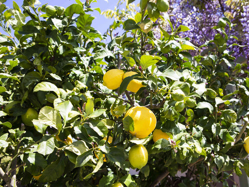 Citronnier Jaune (Citrus Limon) 1 - Achat en ligne