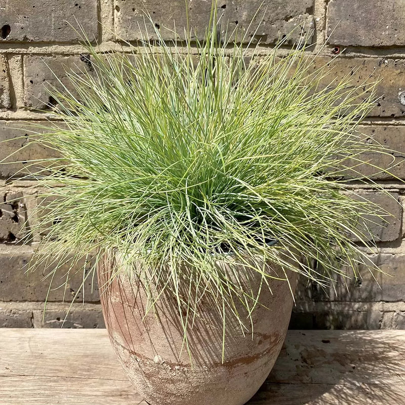 Fétuque Amigold (Festuca Glauca Amigold) 3 - Achat en ligne