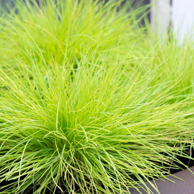 Fétuque Amigold (Festuca Glauca Amigold) 1 - Achat en ligne