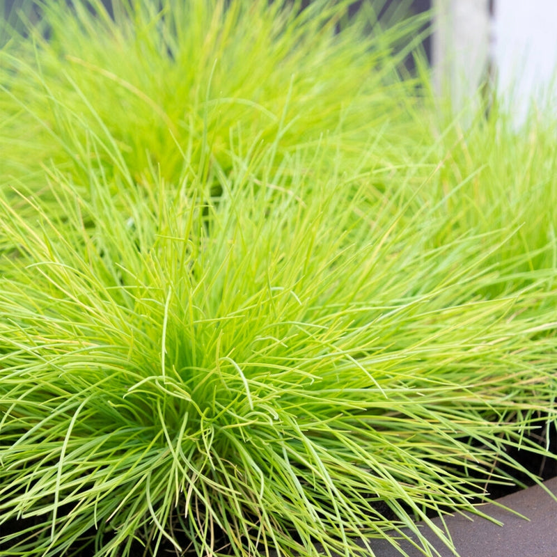 Fétuque Amigold (Festuca Glauca Amigold) 1 - Achat en ligne