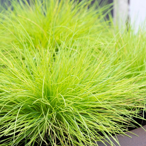 Fétuque Amigold (Festuca Glauca Amigold) 1 - Achat en ligne
