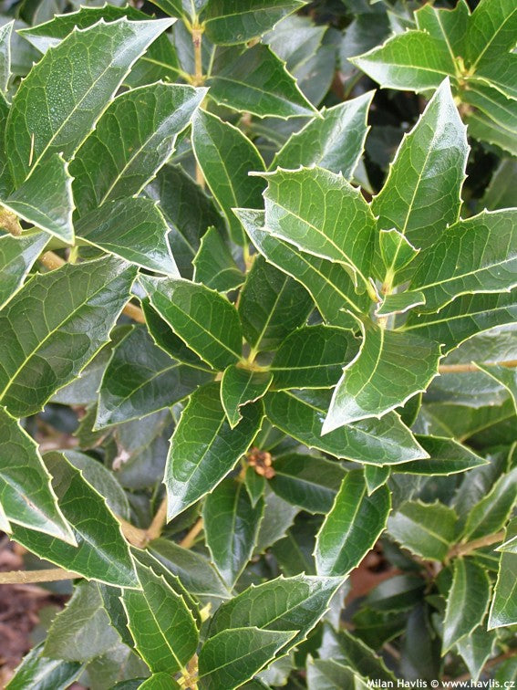 Osmanthe à feuilles de houx (Osmanthus Aquifolium) 3 - Achat en ligne