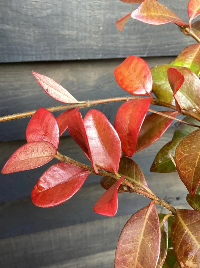 Jasmin Ruby à feuilles rouges (Trachelospermum jasminoides Winter Ruby) 2 - Achat en ligne