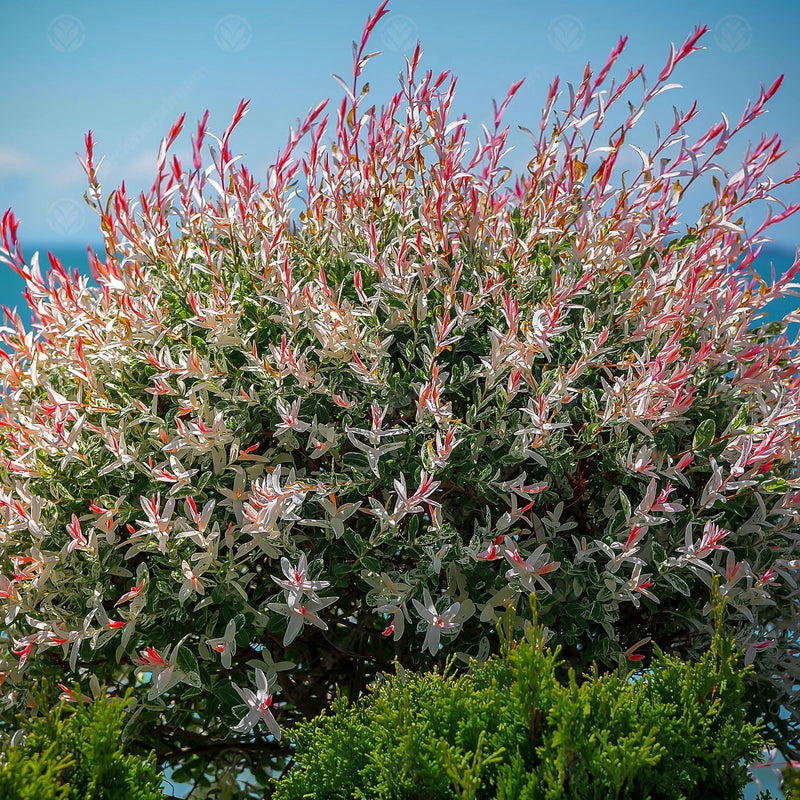 Saule Crevette (Salix Integra Hakuro Nishiki) 1 - Achat en ligne