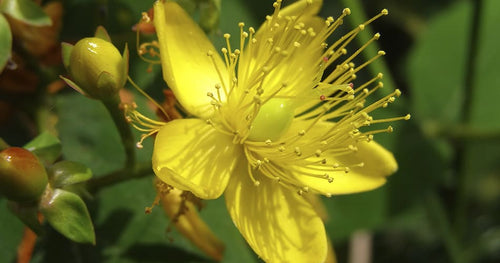 Millepertuis (Hypericum perforatum) 1 - Achat en ligne
