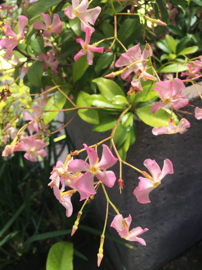Jasmin étoilé à fleurs roses Pink Shower (Trachelospermum asiaticum Pink Showers) 2 - Achat en ligne