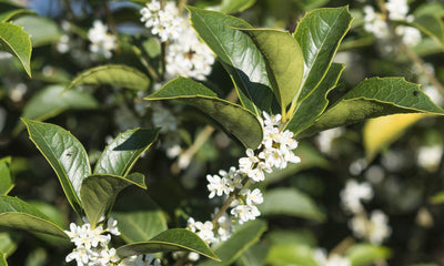 Osmanthe à feuilles de houx (Osmanthus Aquifolium) 1 - Achat en ligne