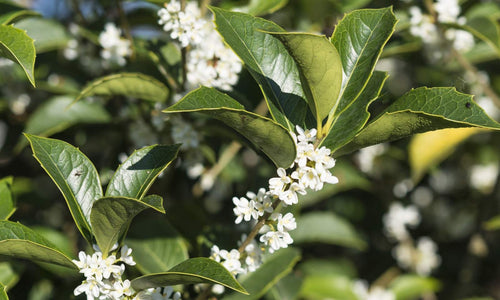 Osmanthe à feuilles de houx (Osmanthus Aquifolium) 1 - Achat en ligne