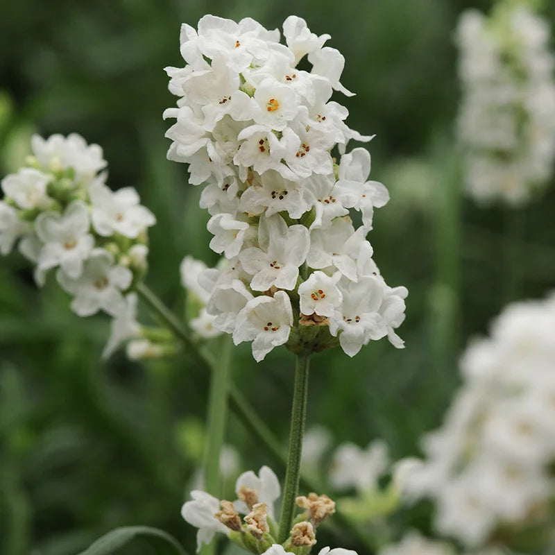 Lavande blanche (Lavandula Angustifolia Edelweiss) 3 - Achat en ligne