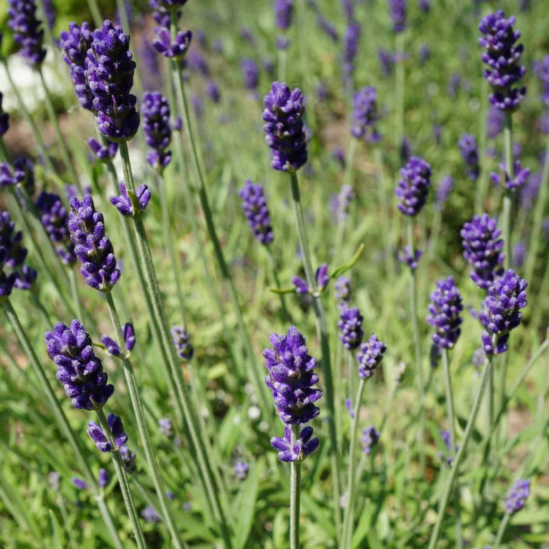 Lavande bleue (Lavandula Angustifolia Hidcote) 1 - Achat en ligne