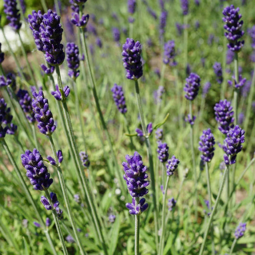 Lavande bleue (Lavandula Angustifolia Hidcote) 1 - Achat en ligne