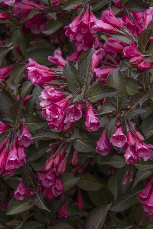 Weigela à feuilles rouges (Weigela x florida Alexandra) 1 - Achat en ligne