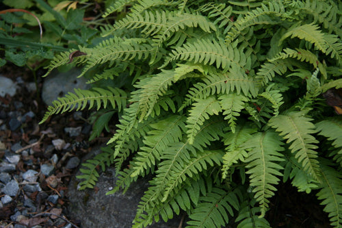Fougère arborescente (Cyathea) 1 - Achat en ligne