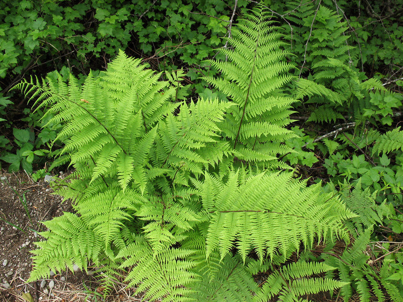 Fougère arborescente (Cyathea) 3 - Achat en ligne