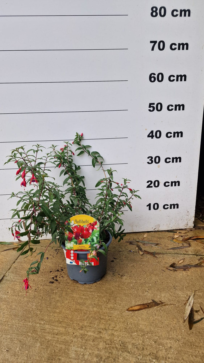 Fuchsia rustique (Fuchsia x Hybrida Mrs Popple) 2 - Achat en ligne