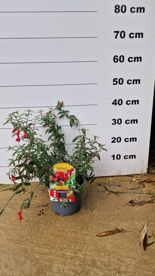 Fuchsia rustique (Fuchsia x Hybrida Mrs Popple) 1 - Achat en ligne