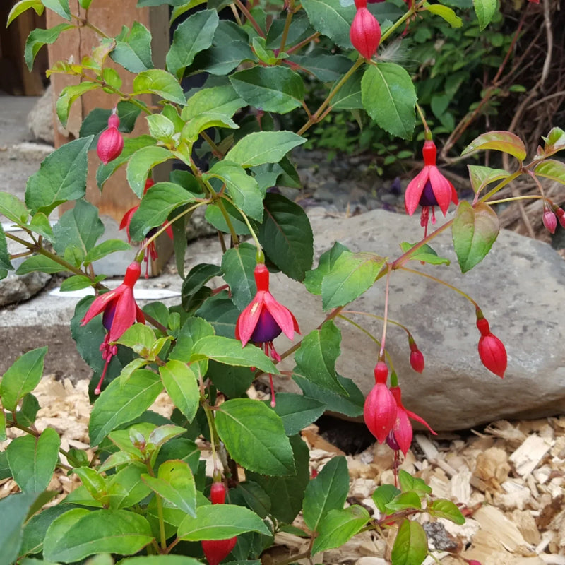 Fuchsia rustique (Fuchsia x Hybrida Mrs Popple) 3 - Achat en ligne