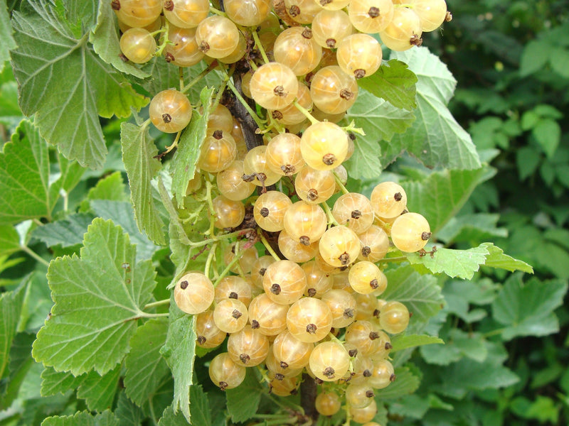 Groseillier Blanc 3 - Achat en ligne