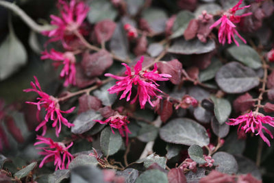 Loropétale de Chine (Loropetalum Chinense) 1 - Achat en ligne