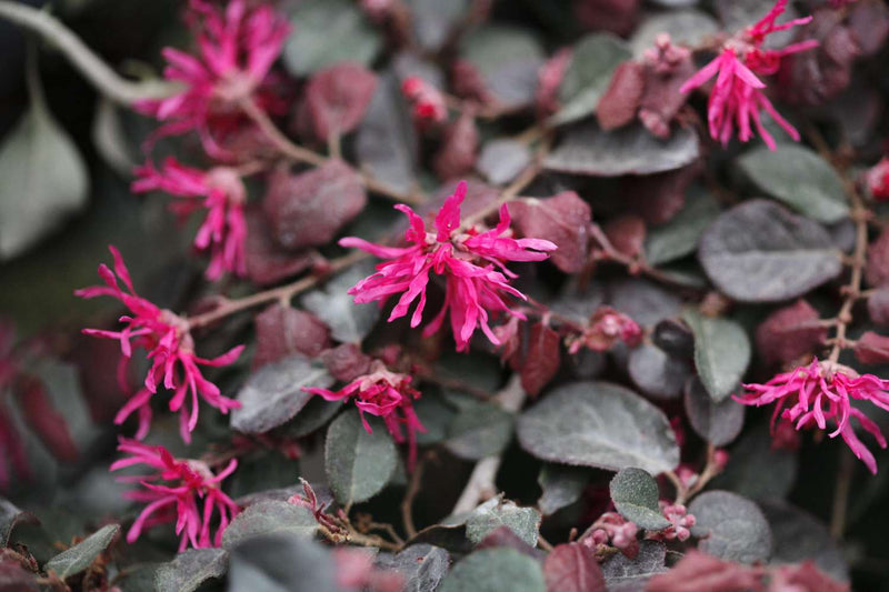 Loropétale de Chine (Loropetalum Chinense) 1 - Achat en ligne