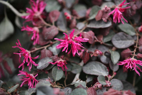 Loropétale de Chine (Loropetalum Chinense) 1 - Achat en ligne