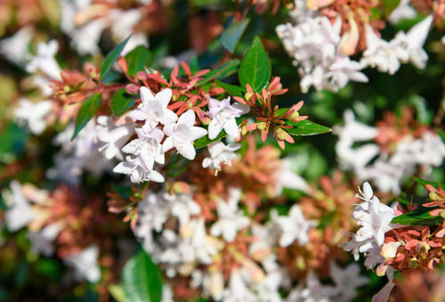 Abélia (Grandiflora) 1 - Achat en ligne