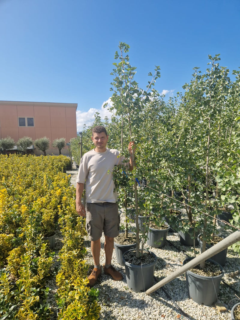 Ginkgo Biloba en touffe