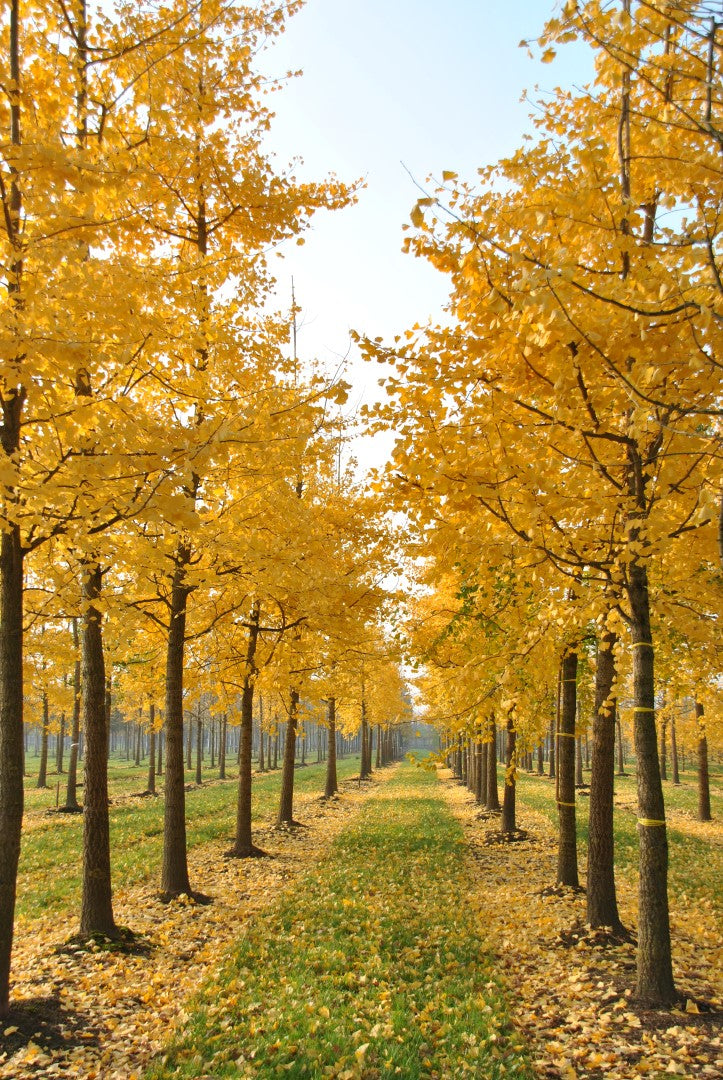 Ginkgo (Ginkgo Biloba) 2 - Achat en ligne