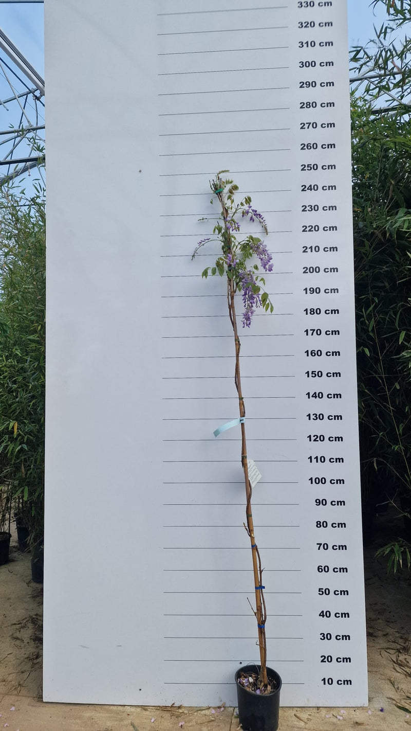 Glycine (Wisteria Brachybotrys) 3 - Achat en ligne