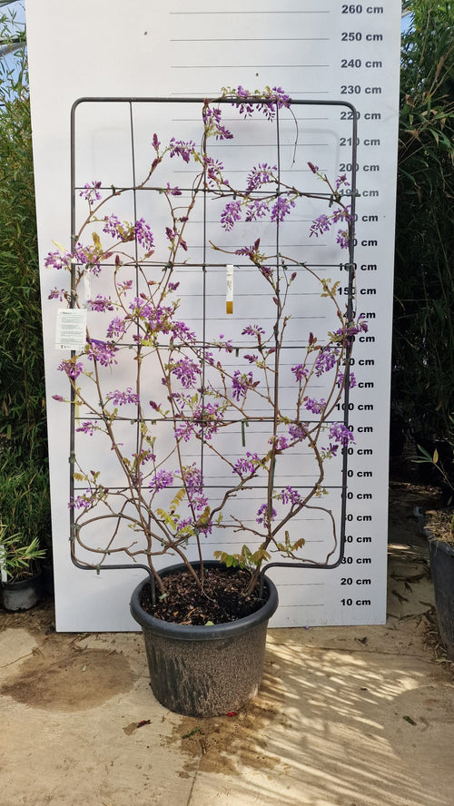 Glycine Palissade 1 - Achat en ligne