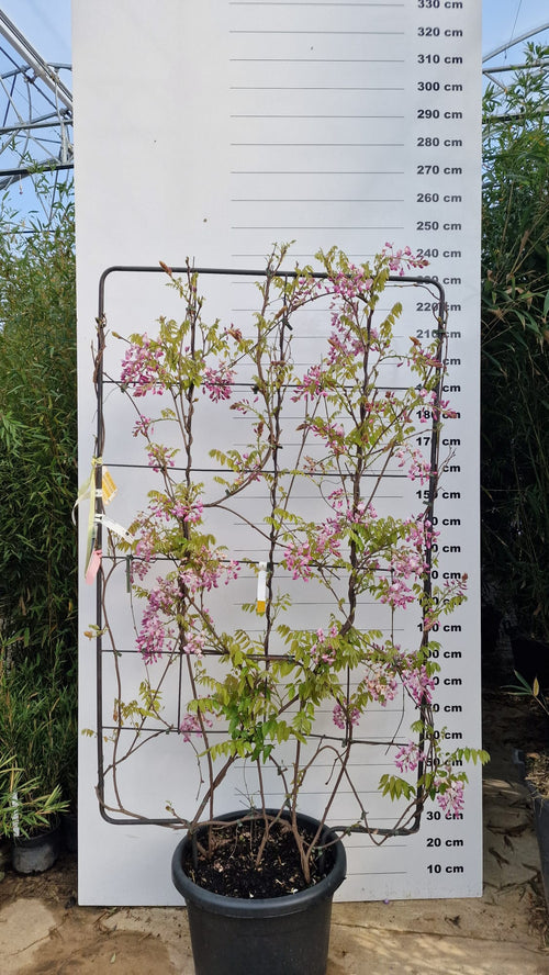 Glycine Palissade 1 - Achat en ligne