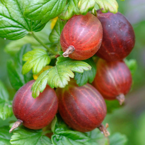 Groseillier Marquereaux Rouge 1 - Achat en ligne
