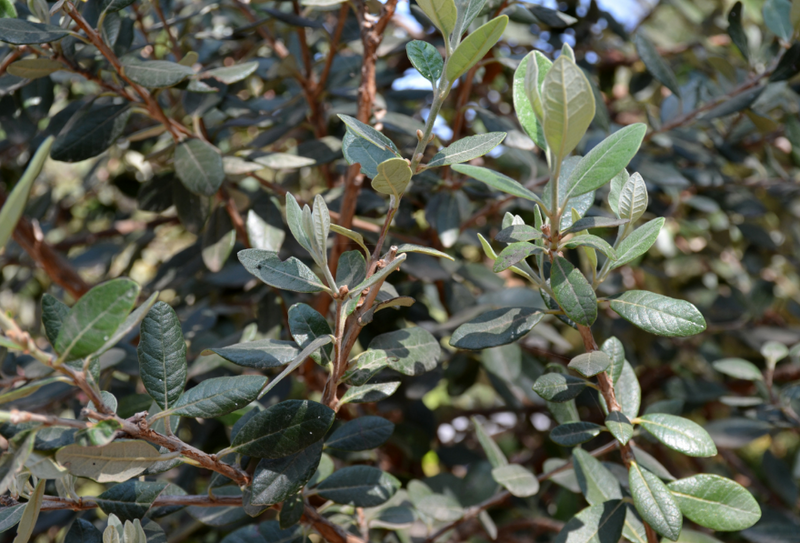 Goyavier du Brésil (Feijoa Sellowiana) 3 - Achat en ligne
