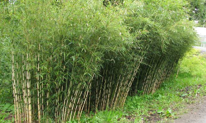 Fargesia Robusta Campbell 3 - Achat en ligne