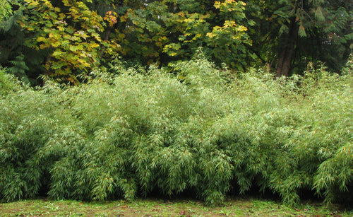 Fargesia Rufa 1 - Achat en ligne