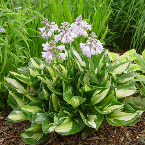 Hosta (Hosta) 1 - Achat en ligne