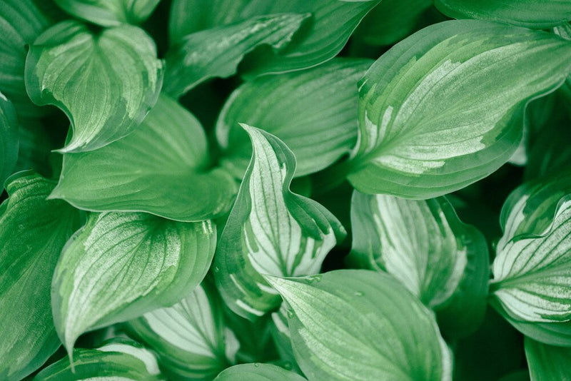 Hosta (Hosta) 1 - Achat en ligne