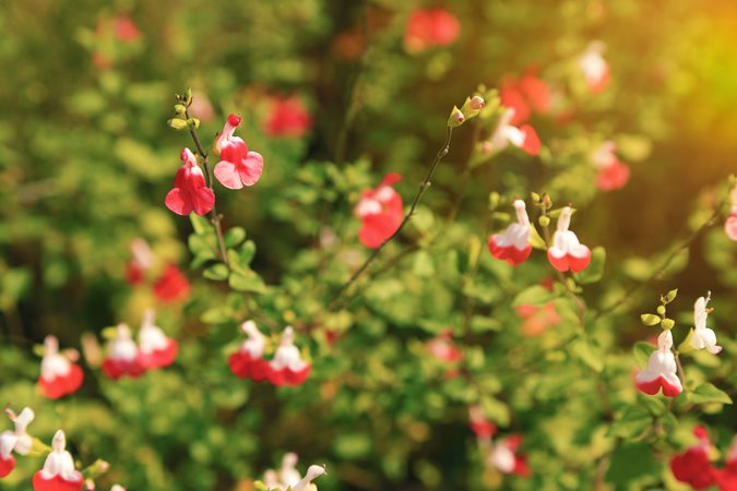 Sauge Ornementale (Salvia microphylla) 1 - Achat en ligne