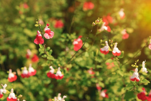 Sauge Ornementale (Salvia microphylla) 1 - Achat en ligne