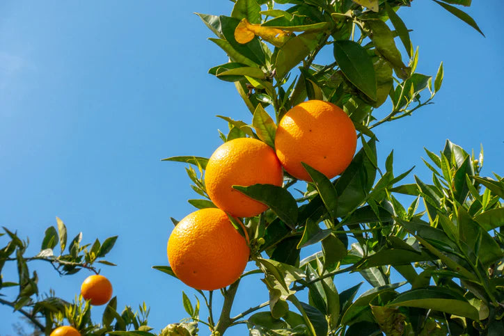 Mandarinier (Citrus Deliciosa) 3 - Achat en ligne