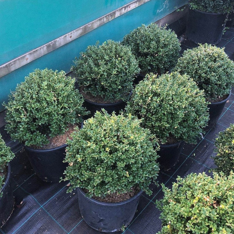 Houx Crénelé en boule (Ilex Crenata)