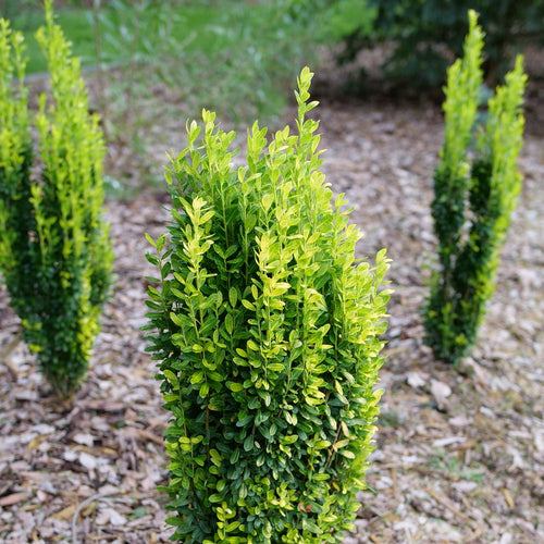 Houx Crénelé (Ilex Crenata) 1 - Achat en ligne