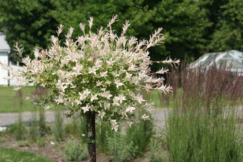 Saule Crevette (Salix Integra Hakuro Nishiki) 1 - Achat en ligne