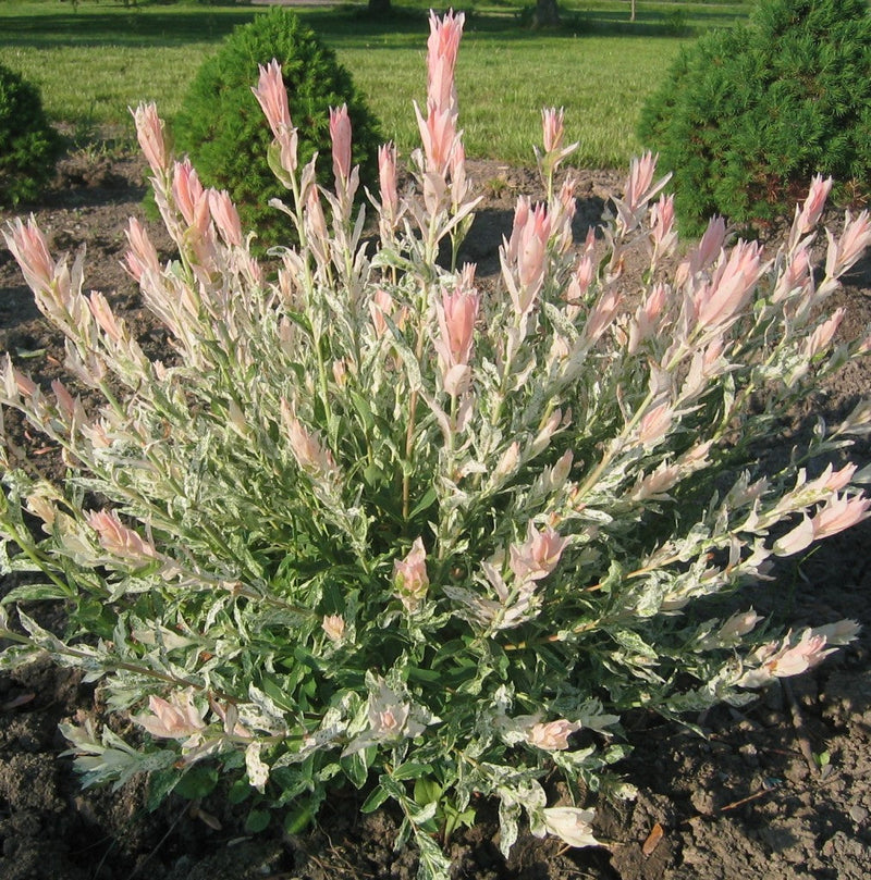 Saule Crevette (Salix Integra Hakuro Nishiki) 3 - Achat en ligne