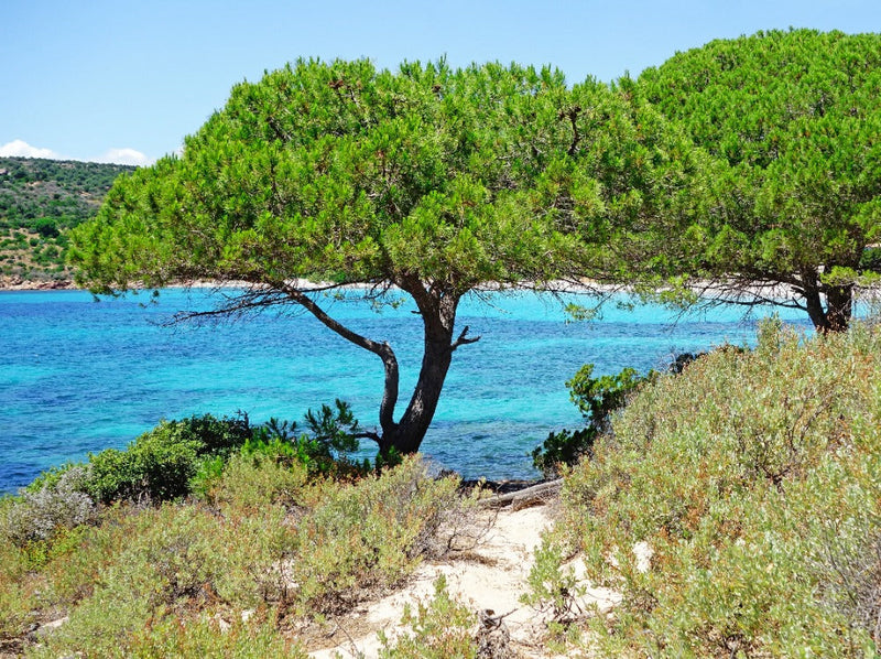 Pin Parasol (Pinus pinea) 3 - Achat en ligne