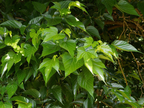 Mûrier Platane Stérile (Morus Platanifolia Fruitless) 1 - Achat en ligne