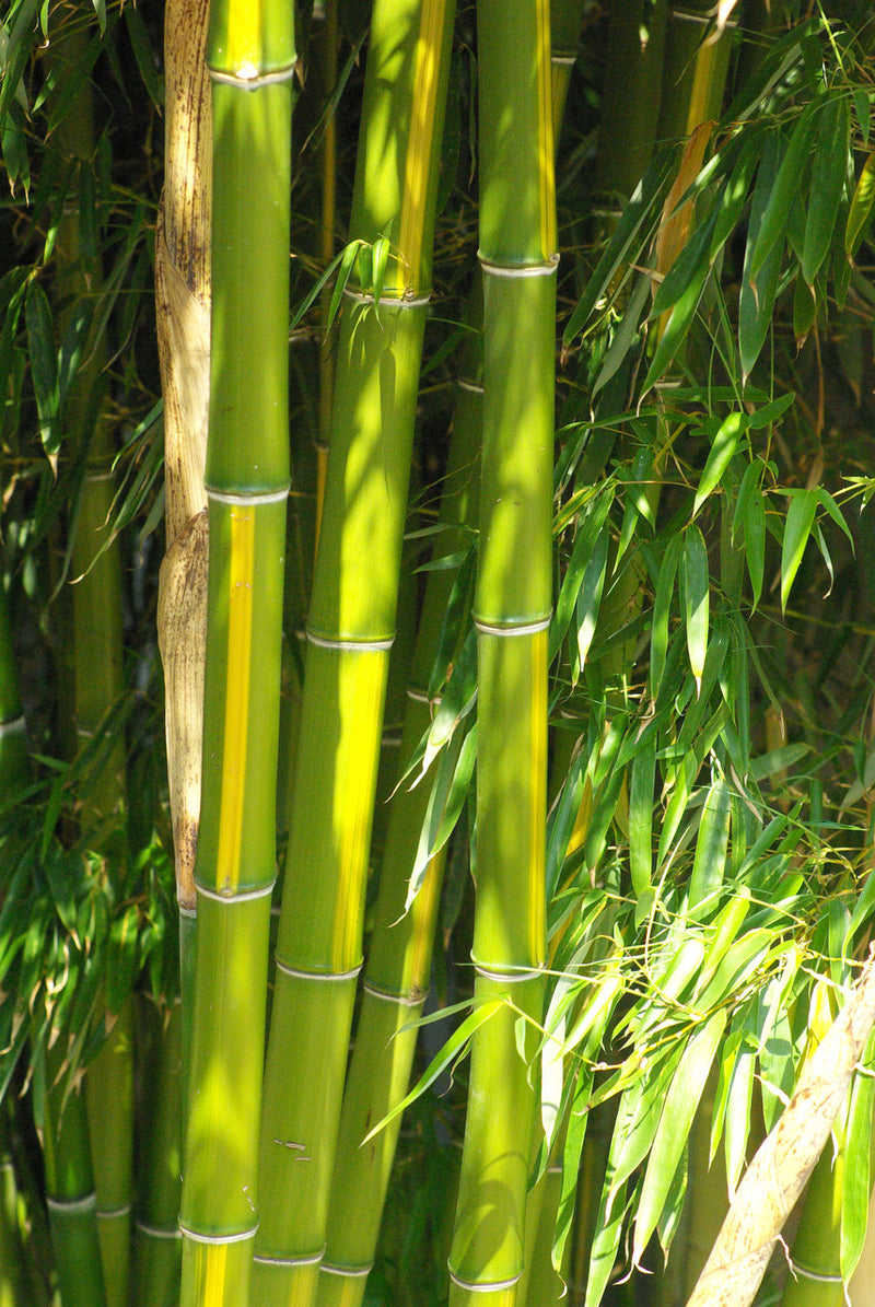 Bambou Vivax Huang Wen Zhu 3 - Achat en ligne